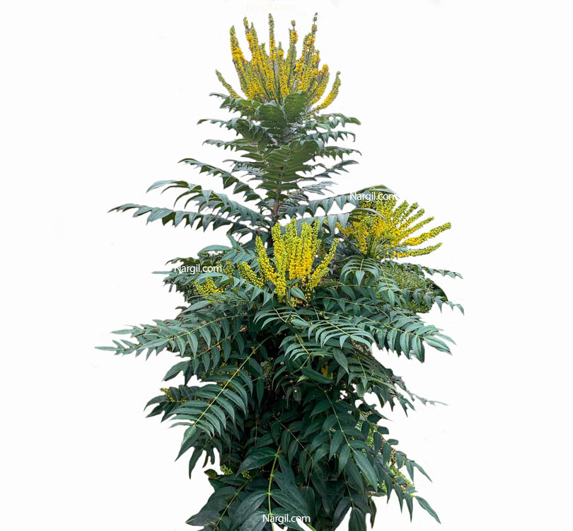 ماهونیا Mahonia 